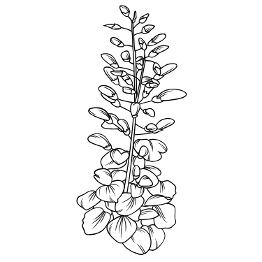 Fleuriste Vernet - Bouquets & Compositions sur mesure | Les Glycines Fleuriste Vernet - Bouquets & Compositions sur mesure | Les Glycines